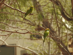 Merops viridissimus
