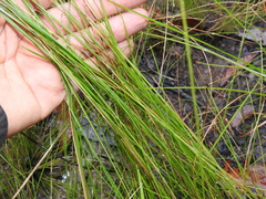 Fimbristylis cinnamometorum