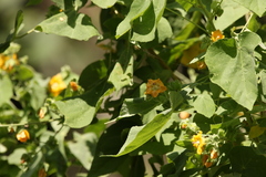 Abutilon auritum