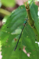 Lestes temporalis