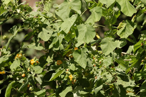 Image of Abutilon auritum by (c) Greg Tasney, some rights reserved (CC BY-SA)
