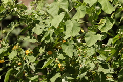 Abutilon auritum