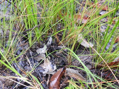 Fimbristylis cinnamometorum