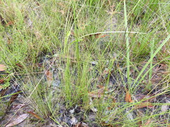 Fimbristylis cinnamometorum