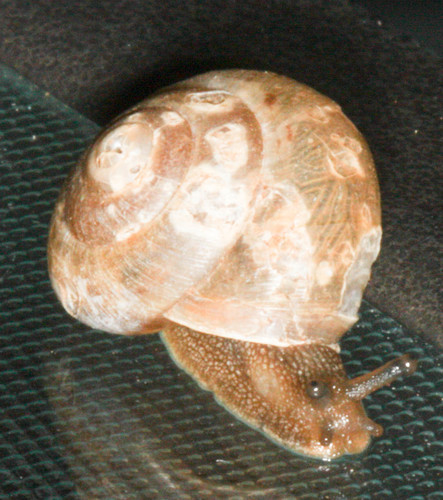 Bradybaena similaris
