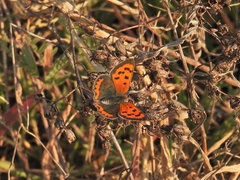 Lycaena phlaeas