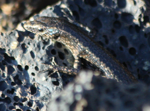 Mottled Snake-eyed Skink