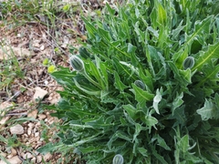 Urospermum dalechampii