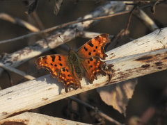 Polygonia c-album