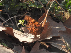 Polygonia c-album