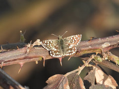 Pyrgus malvoides