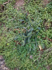 Rumex