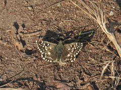 Pyrgus malvoides