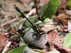 Asiagomphus melaenops