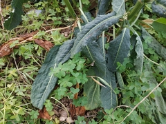 Rumex