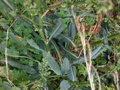 Rumex