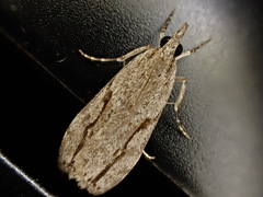 Eudonia bisinualis