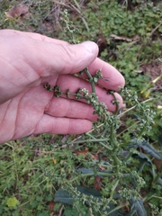 Rumex