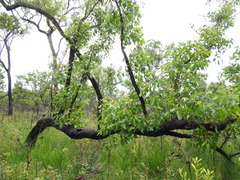 Eucalyptus acmenoides