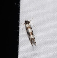 Lepidoscia characota