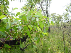 Eucalyptus acmenoides