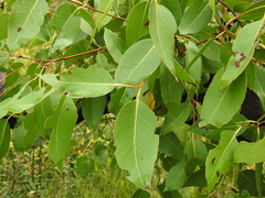 Eucalyptus acmenoides