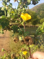 Abutilon indicum