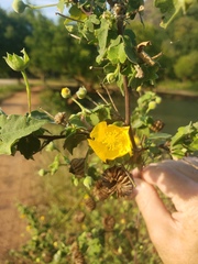 Abutilon indicum