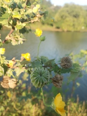 Abutilon indicum