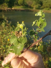 Abutilon indicum