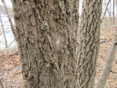 Quercus variabilis