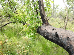 Eucalyptus acmenoides