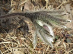 Pulsatilla cernua