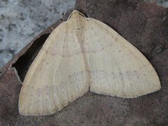 Idiotephria debilitata