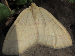 Idiotephria debilitata