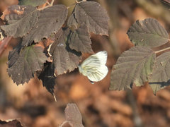 Pieris napi