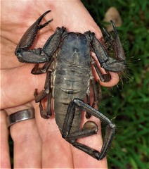 Hadogenes troglodytes