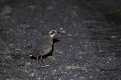 Rhinoptilus chalcopterus