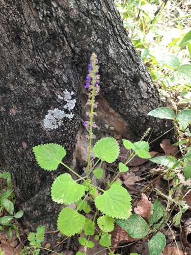 Coleus bojeri image