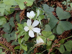 Oxalis griffithii