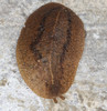 Systellommatophoran Slugs - Photo no rights reserved, uploaded by Scott Loarie