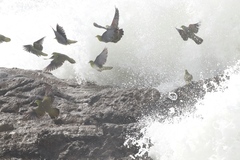 Treron sieboldii sieboldii