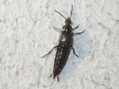 Philonthus cognatus