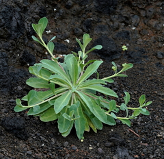 Crepidiastrum lanceolatum