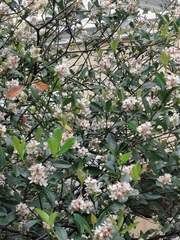 Rhaphiolepis indica