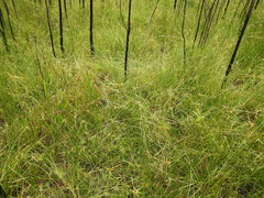 Rhynchospora heterochaeta