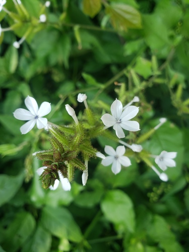 Plumbago zeylanica
