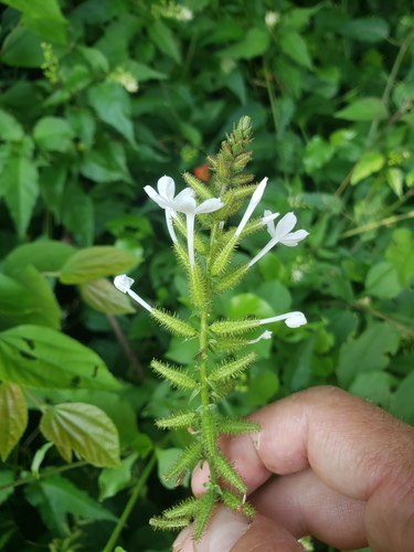 Plumbago zeylanica