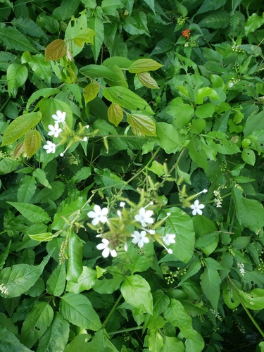 Plumbago zeylanica