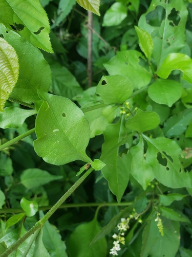 Plumbago zeylanica
